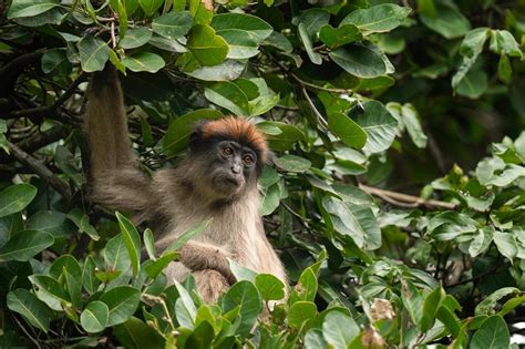 Ashy Red Colobus Piliocolobus Tephrosceles New England Primate