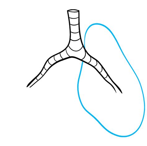 How to Draw Lungs - Really Easy Drawing Tutorial