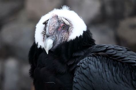 Андский кондор. Самка | Bald eagle, Animals, Owl