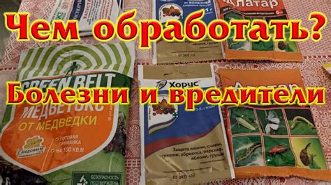 Чем обработать сад от болезней и вредителей - YouTube