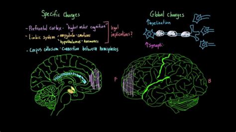 Introduction To Psychology Brain Changes During Adolescence Youtube