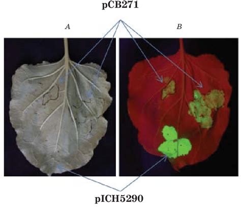 The Appearance Of The N Benthamiana Lower Leaf Surface In Day After