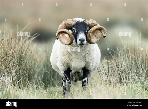 Highland sheep scotland ram hi-res stock photography and images - Alamy