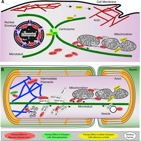 Proteins Related To Cmt Involved In The Organization Of The