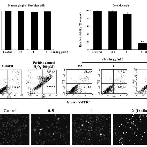 Inulin Induces Dendritic Cells Apoptosis In A Dose Dependent Manner