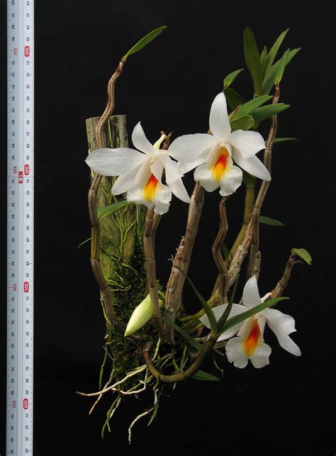 Hoa Phong Lan ViỆt Vietnam Orchids Dendrobium Nhóm Formosae