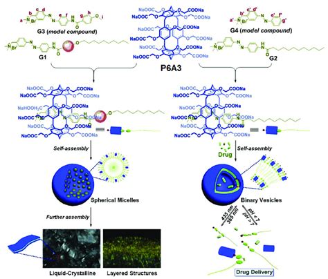 Schematic Illustration Of The Construction Of Supramolecular Micelles