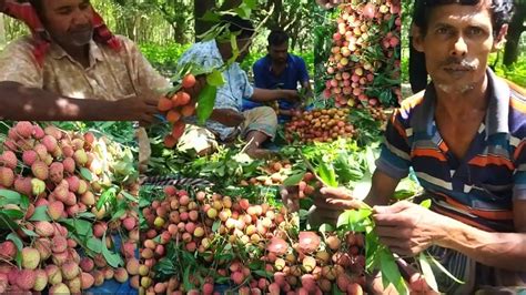 বোম্বাই লিচু ভাঙ্গা শুরু হয়েছে দেখুন 😱 লিচু Lychee Garden Lychee