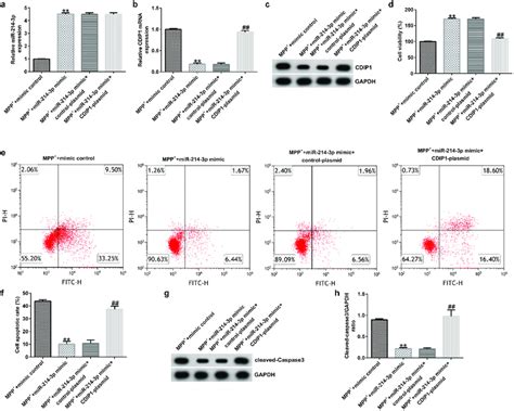 MiR 214 3p Regulated SH SY5Y Cells Viability And Apoptosis Via CDIP1