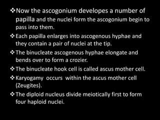 ASCOSPORE AND BASIDIOSPORE PPT