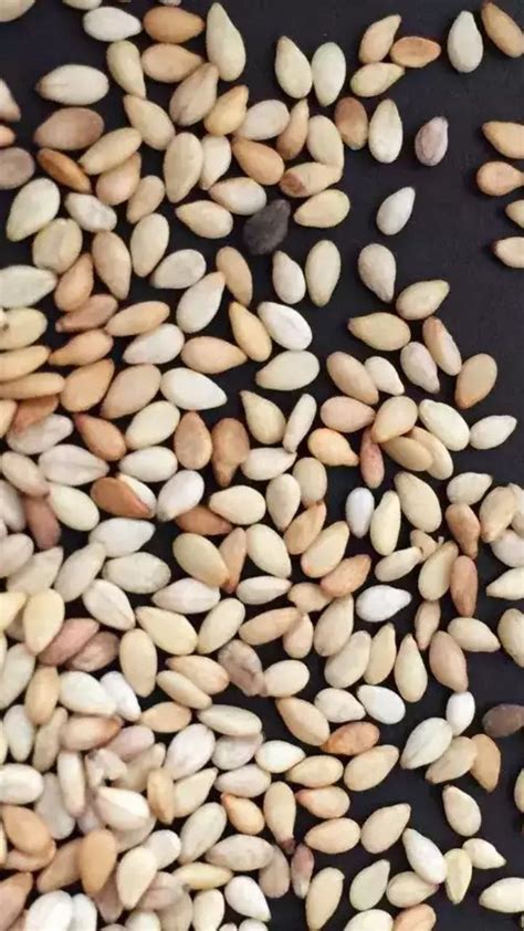 Sesame Seeds| तीळातील कॅल्शियम करते मजबुत हाडे; पाहा फायदे|The calcium