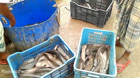 Unbelievable Lots Of Catfish On Plastic Dram Live Deshi Magur In