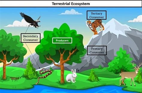 Types Of Terrestrial Ecosystem