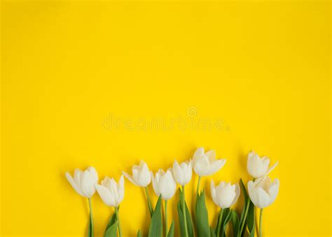 Row Of White Flowers Stock Photo Image Of Agriculture