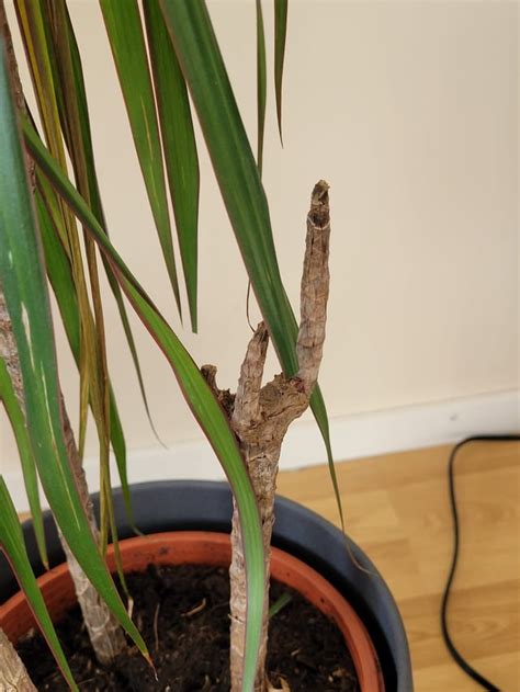 Help My Dracaena Is Wilting And With Burned Leaves Rplantclinic