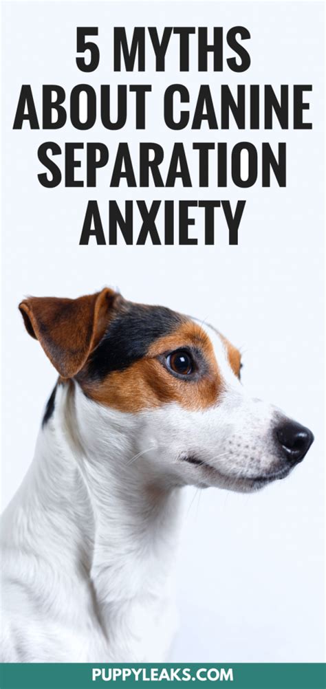 5 Myths About Managing Separation Anxiety In Dogs Puppy Leaks