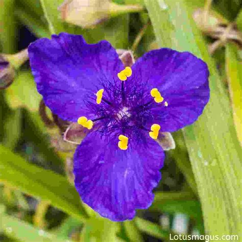 Purple Heart Flower - Growing, Caring, About Tradescantia pallida