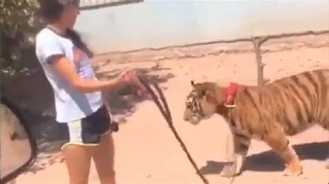 Una Niña Sacó A Pasear Un Tigre Por Las Calles De México