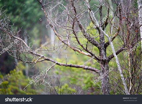 Naked Tree Branches Against Dark Background Stock Photo Shutterstock
