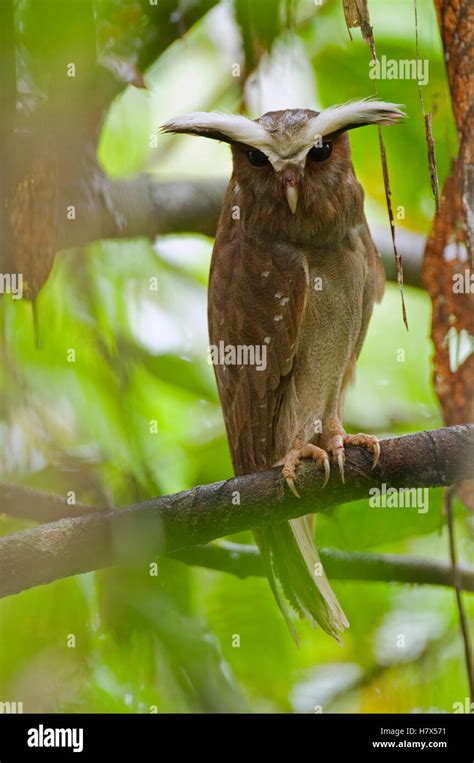 Crested Owl Lophostrix Cristata Ecuador Stock Photo Alamy