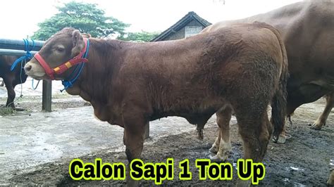 4 Juta Pedet Jantan Limousin Harga Sapi Gak Laku Pasar Sapi