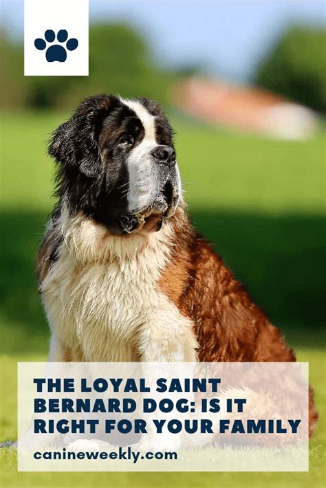 Should You Get A Saint Bernard The Complete Breed Guide St Bernard