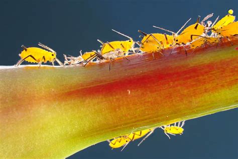 Parassiti Delle Piante C Un Nuovo Pericolo