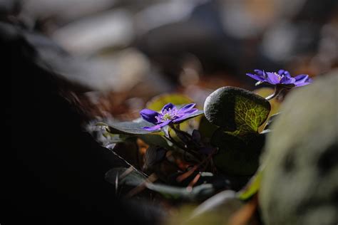 Flower Hepatica Bloom Free Photo On Pixabay Pixabay