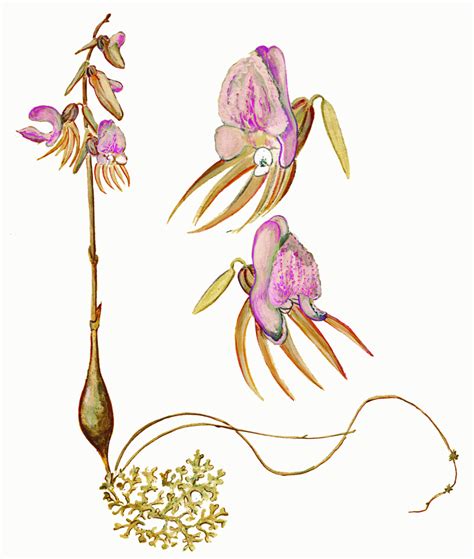 НАДБОРОДНИК БЕЗЛИСТНЫЙ