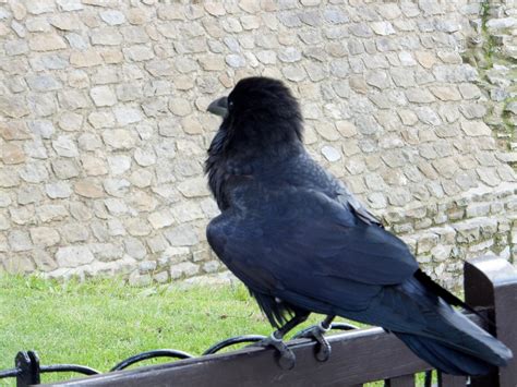 royal raven 3 by Topaz172 on DeviantArt