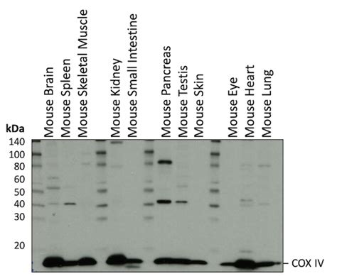 Western Blot Loading Control Protein Expression In Mouse Tissues