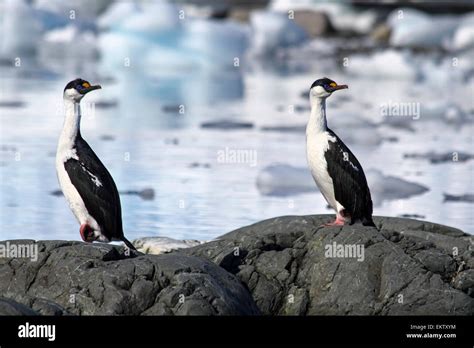 imperial shag (Phalacrocorax atriceps) AKA antarctic shag on land ...