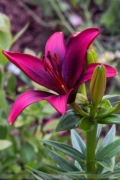 Types Of Lilies Beautiful Cold Hardy Choices For The Garden Artofit