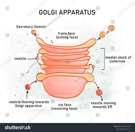 Golgi Apparatus Golgi Body Organelle Bound Stock Illustration