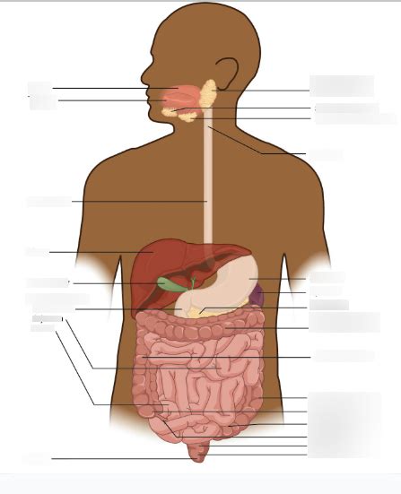 Digestive System Overview Diagram Diagram Quizlet