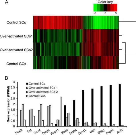 β Catenin Directs The Transformation Of Testis Sertoli Cells To Ovarian