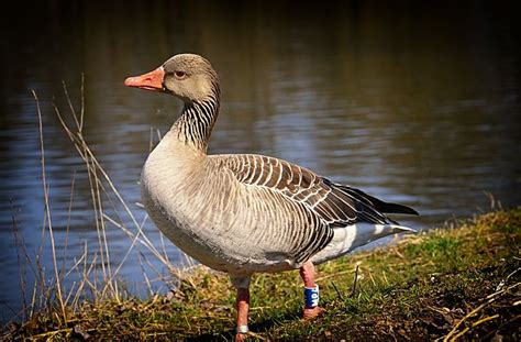 1,000+ Free Wild Goose & Goose Images