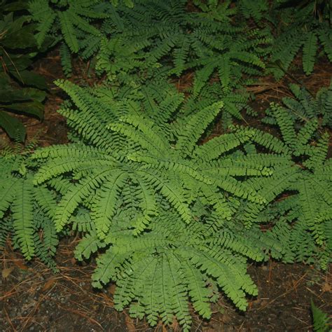 Fern Adiantum pedatum | Briggs Nursery