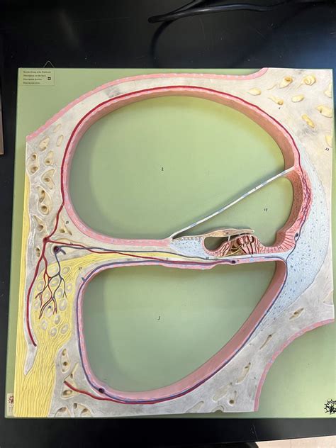 Cochlea Anatomy Diagram | Quizlet