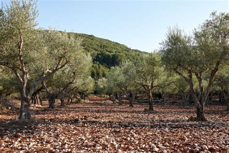 Olive Trees Garden For Oil Production In Zakynthos Stock Photo Image