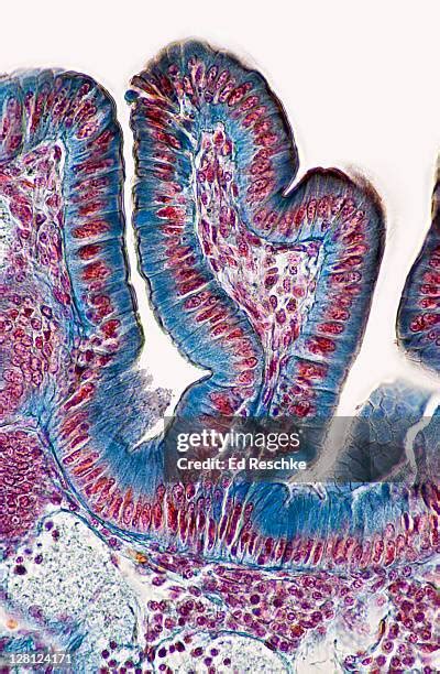 107 Simple Columnar Epithelium Stock Photos High Res Pictures And