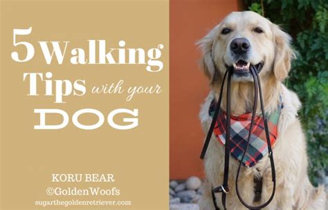 Dog Walking Tips Infographic - Golden Woofs