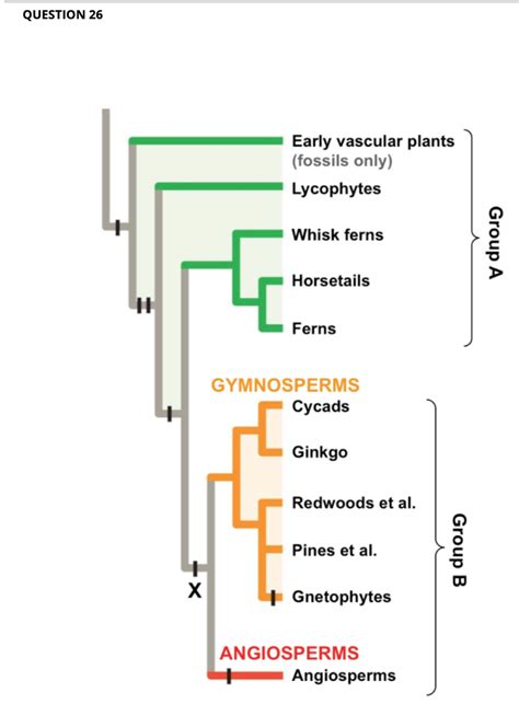 Solved This is a phylogenetic tree of major plant groups. | Chegg.com