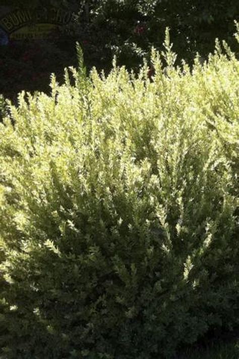 Myrtus Communis Compacta Variegata Devil Mountain Wholesale Nursery