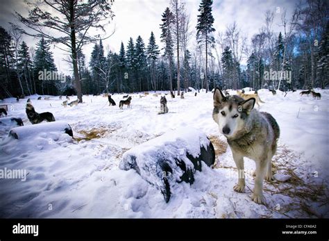 Domesticated wolves hi-res stock photography and images - Alamy