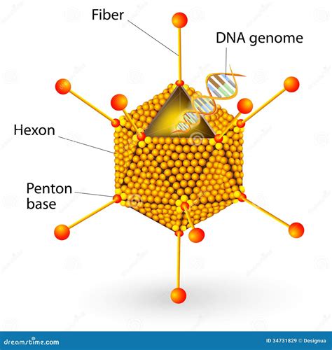 Structure of Adenovirus. Vector Diagram Stock Vector - Illustration of ...