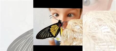 Бабочкарий с куколками купить в Костроме | Животные и зоотовары | Авито