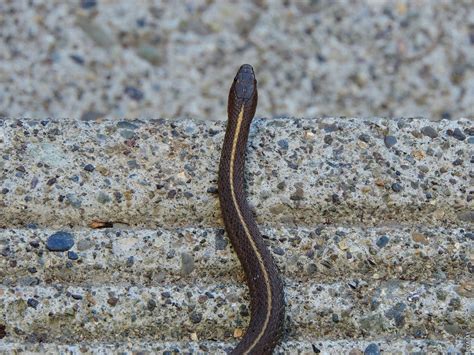 cime se gujavica hrani susjed