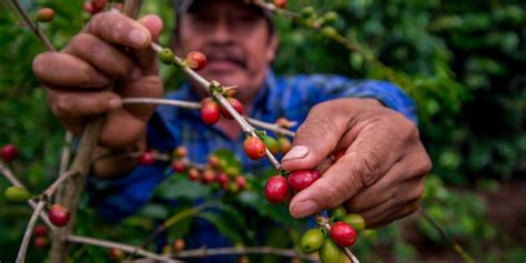 Registra balanza comercial agroalimentaria superávit de 5 908 mdd a