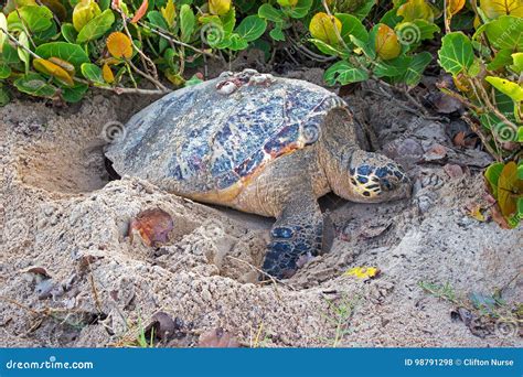 Barbados Hawksbill Sea Turtle Digging A Whole On The Beach In